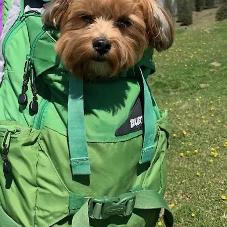 Gstrein - Including Silvretta Premium Summercard Apart Otel